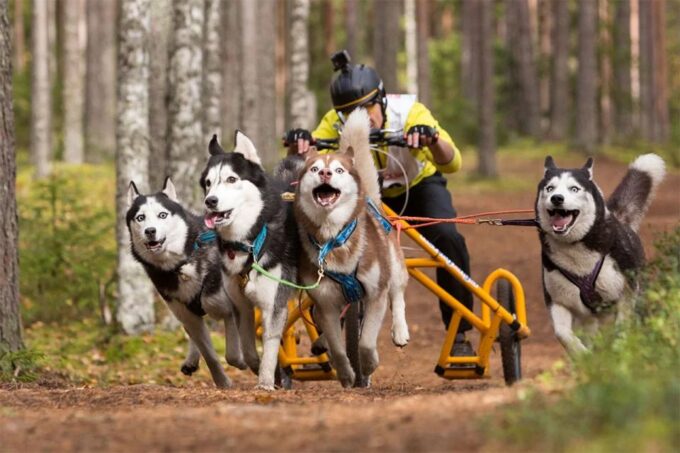 From Rovaniemi: Autumn Husky Safari Adventure - Sum Up