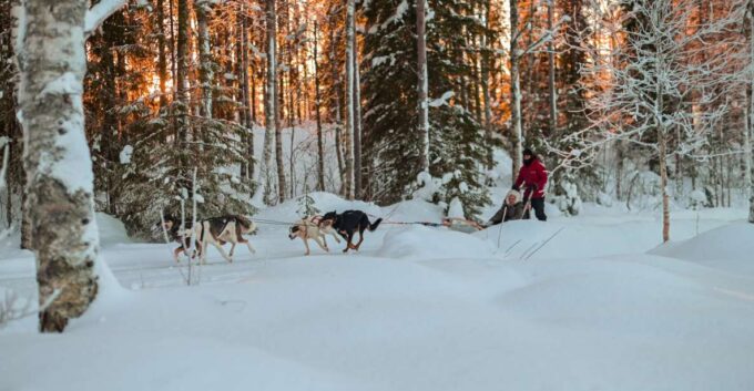 From Rovaniemi: Husky Safari and Salmon Ice Fishing - Contact Details