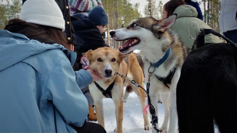 From Rovaniemi: Lapland Reindeer and Husky Sled Safari - Participant Information