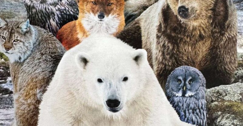 From Rovaniemi: Private Tour to Ranua Zoo - Snowy Forest Environment