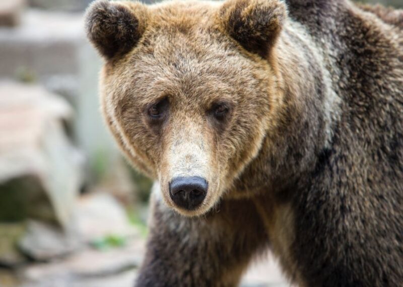 From Rovaniemi: Ranua Arctic Zoo With Entry Ticket - Tour Overview and Pricing