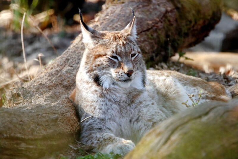 From Rovaniemi: Ranua Arctic Zoo With Entry Ticket - Amenities and Additional Information