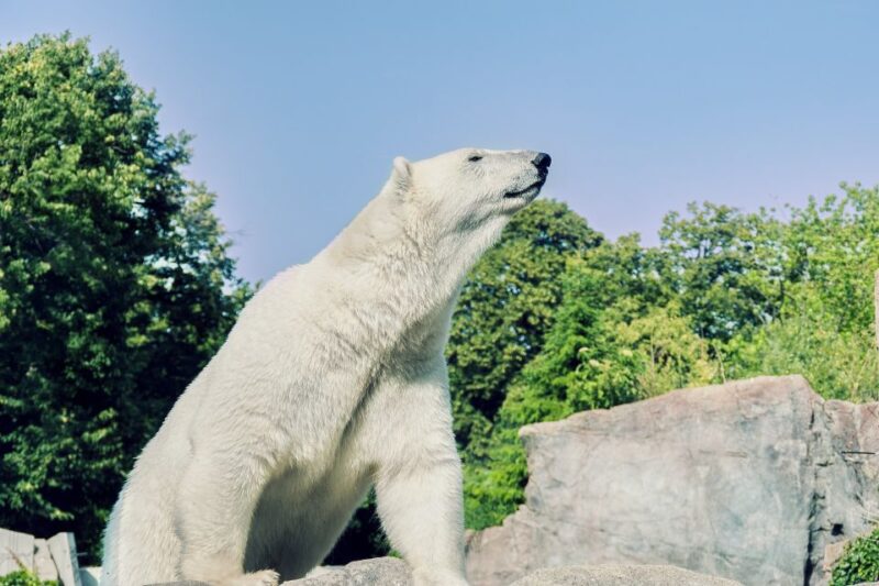 From Rovaniemi: Ranua Arctic Zoo With Entry Ticket - Sustainable Practices and Initiatives