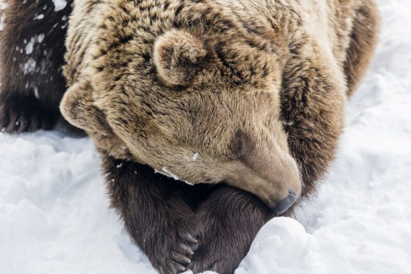 From Rovaniemi: Ranua Wildlife Park Experience - Overview of the Experience