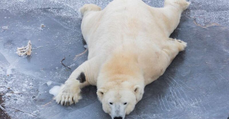 From Rovaniemi: Ranua Wildlife Park Experience - Inclusions in the Tour