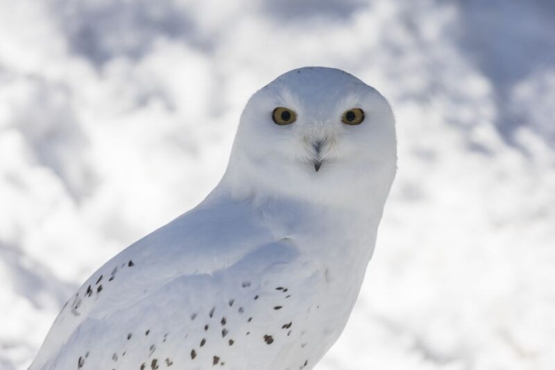 From Rovaniemi: Ranua Wildlife Park Experience - Preparation and Recommendations