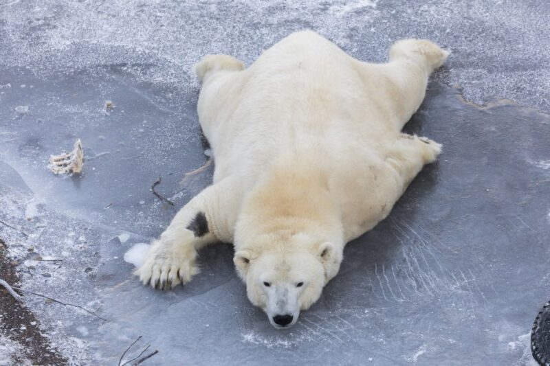 From Rovaniemi: Ranua Wildlife Park Experience - Customer Feedback and Ratings