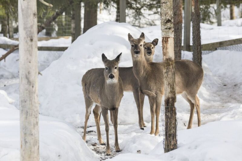 From Rovaniemi: Ranua Wildlife Park Experience - Booking and Cancellation Policy