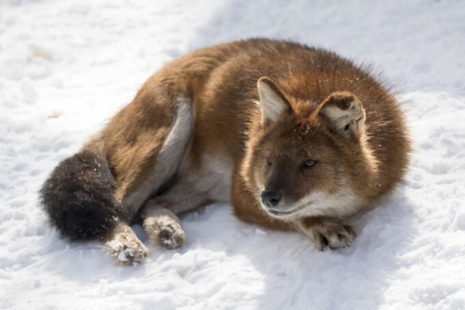 From Rovaniemi: Ranua Wildlife Park Experience - Transportation and Hotel Pickup
