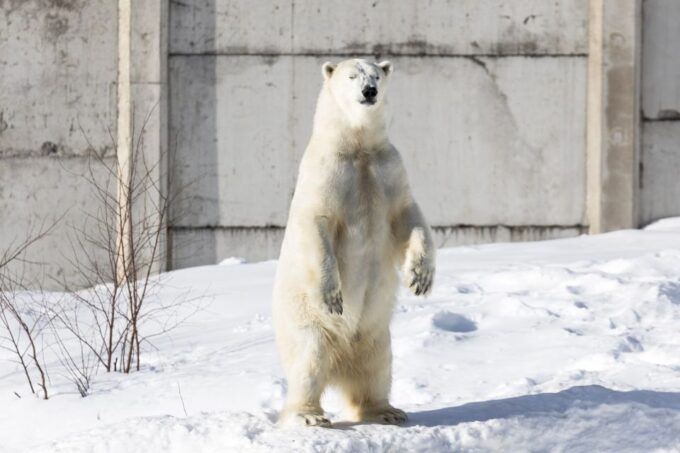 From Rovaniemi: Ranua Wildlife Park Experience - Frequently Asked Questions