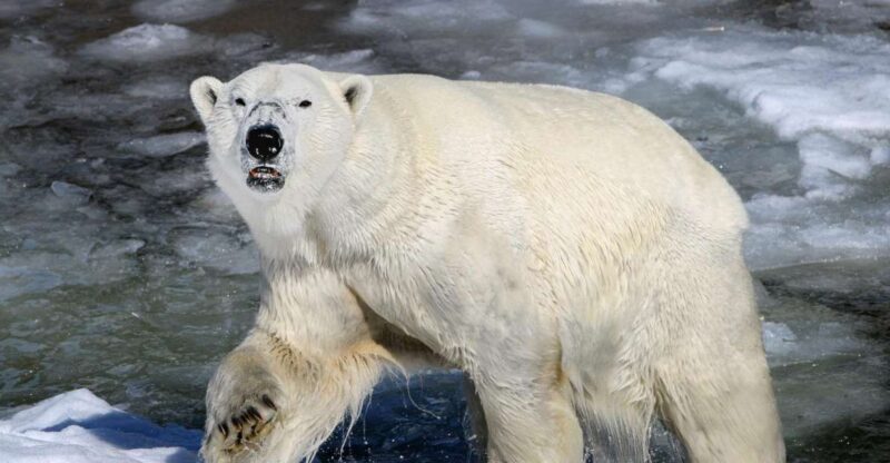From Rovaniemi: Return Transfer to Ranua Zoo by Private Van - Driver Expertise and Convenience