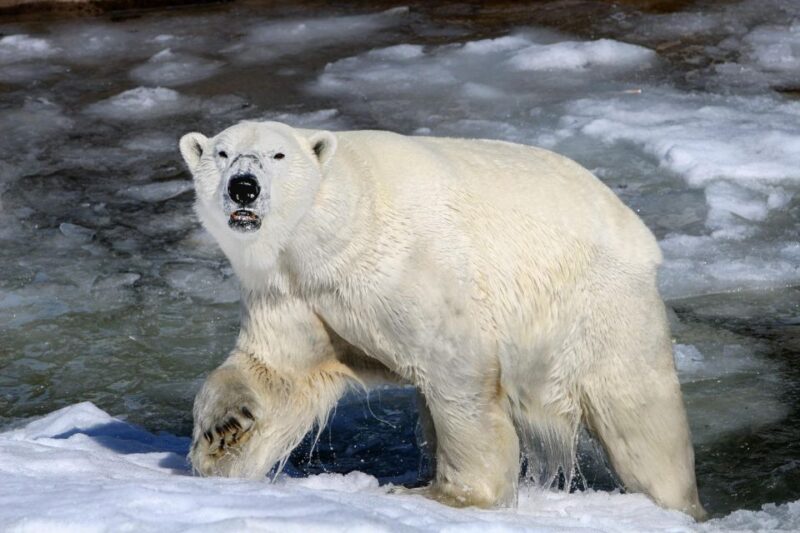 From Rovaniemi: Return Transfer to Ranua Zoo by Private Van - Zoo Experience and Return