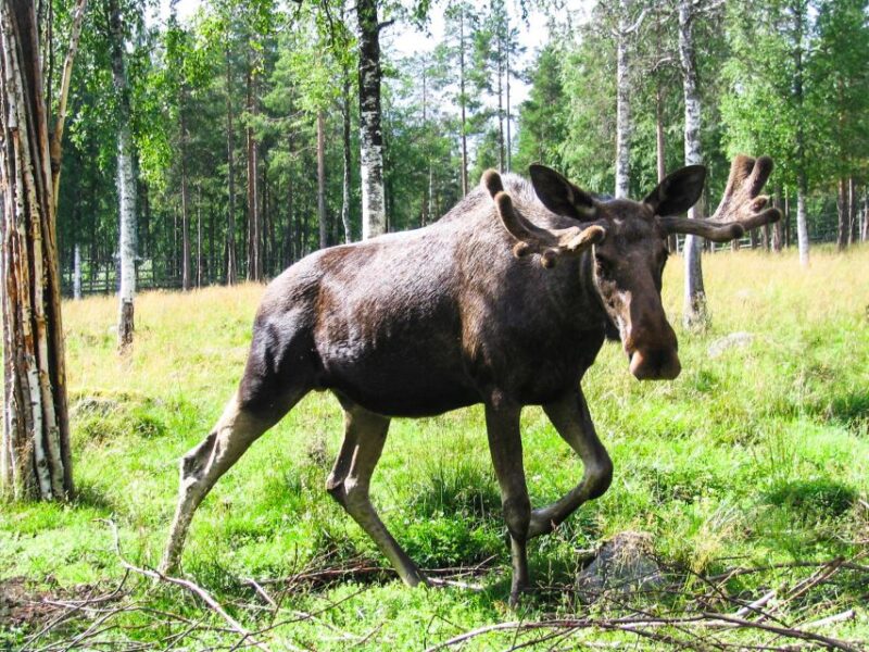 From Rovaniemi: Return Transfer to Ranua Zoo by Private Van - Cancellation and Refund Policy