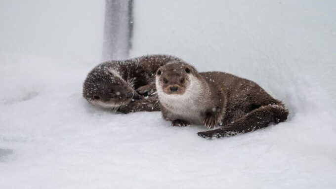 From Rovaniemi: Return Transfer to Ranua Zoo by Private Van - Booking and Reservation Details