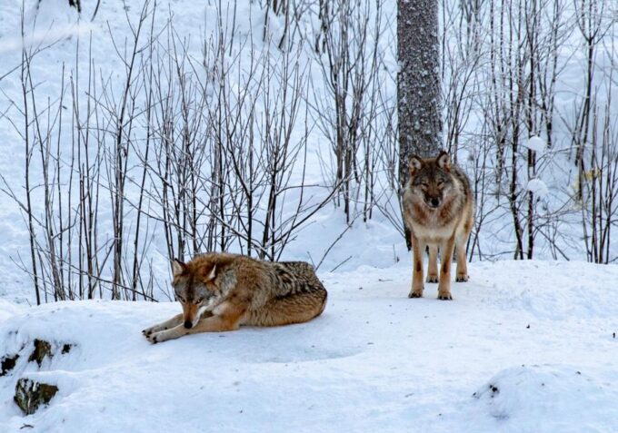 From Rovaniemi: Return Transfer to Ranua Zoo by Private Van - Frequently Asked Questions