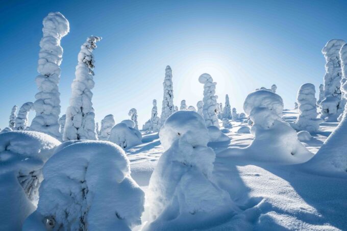 From Rovaniemi: Riisitunturi Full-Day Wilderness Adventure - Availability and Reservations