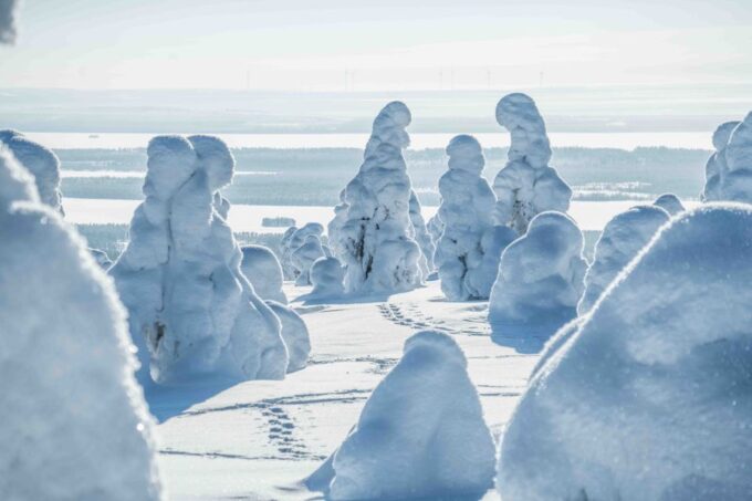 From Rovaniemi: Riisitunturi Full-Day Wilderness Adventure - Frequently Asked Questions