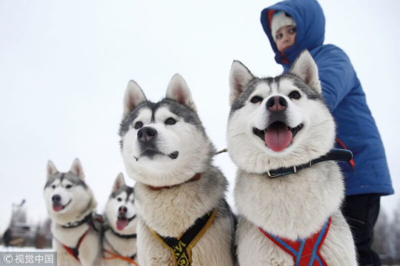 From Rovaniemi: Self-Driven 10km Husky Sled Ride - Booking Information