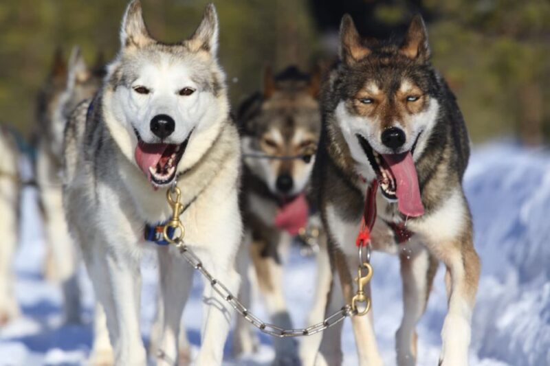 From Rovaniemi: Self-Driven 10km Husky Sled Ride - Customer Reviews