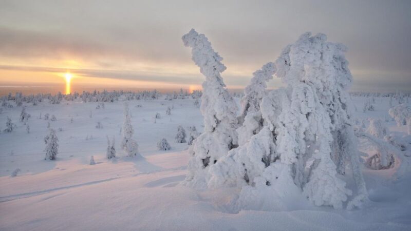 From Rovaniemi: Winter Wonderland Hike With a Hot Drink - Sum Up