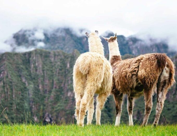 From Sacred Valley: Pisaq and Ollantaytambo + Machu Picchu - Group Size and Language