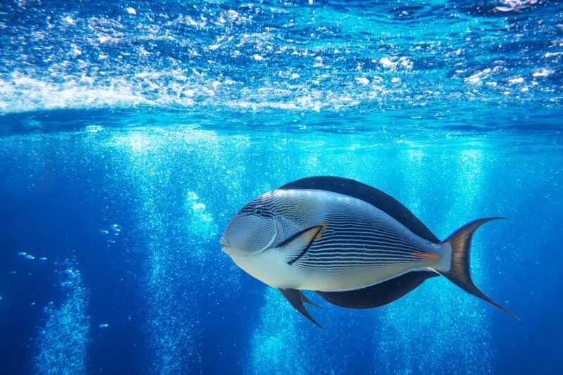From Safaga: Diving & Snorkeling Trip 2 Spots With Lunch - Included Services