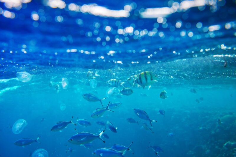 From Safaga: Diving & Snorkeling Trip 2 Spots With Lunch - Feedback Highlights