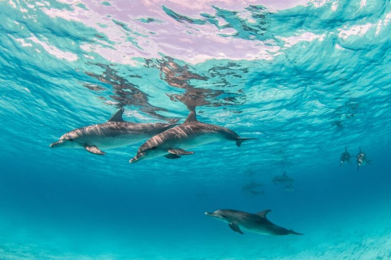 From Safaga: Dolphin Watching Cruise With Lunch and Drinks - Key Points