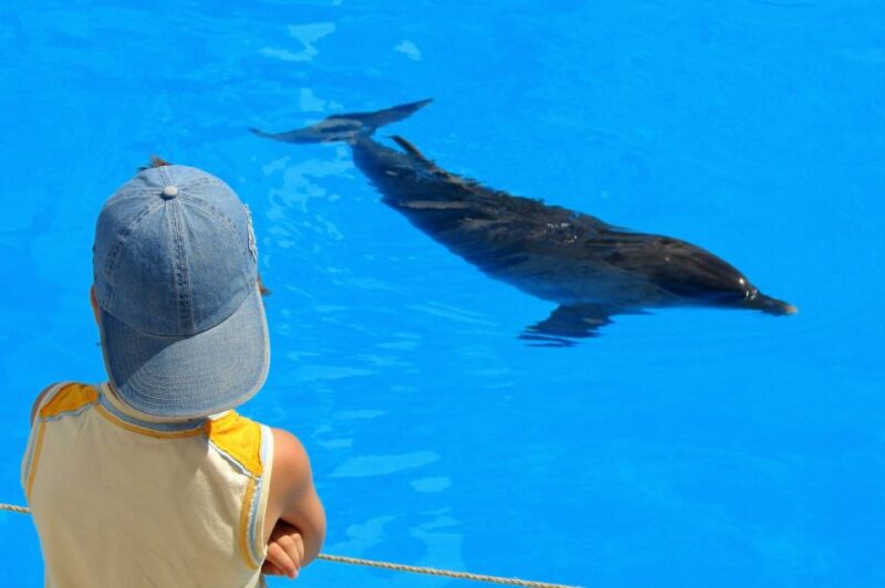 From Safaga: Dolphin Watching Cruise With Lunch and Drinks - Highlights and Features