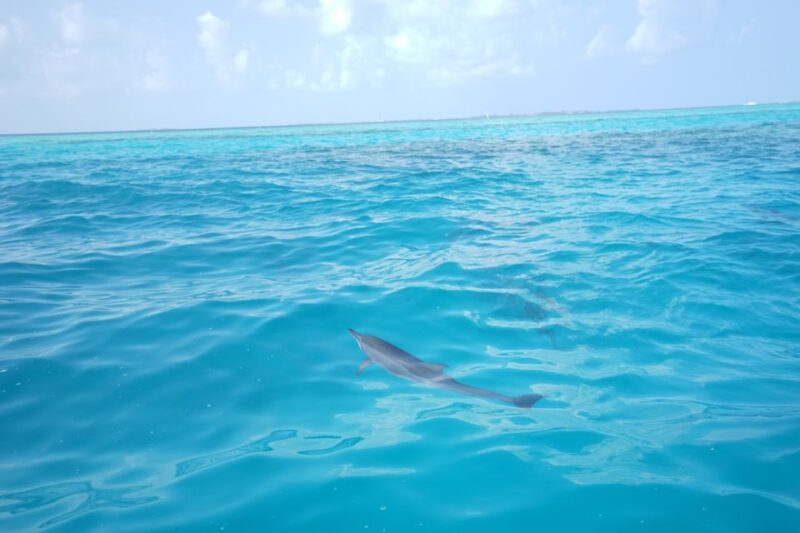 From Safaga: Dolphin Watching Cruise With Lunch and Drinks - Inclusions and Equipment