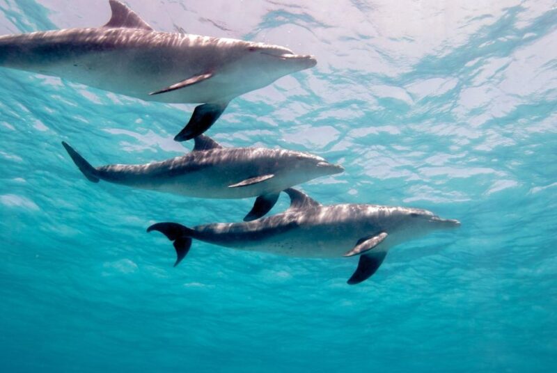 From Safaga: Dolphin Watching Cruise With Lunch and Drinks - Participant Information