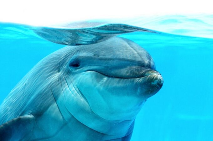 From Safaga: Dolphin Watching Cruise With Lunch and Drinks - Transportation and Ratings