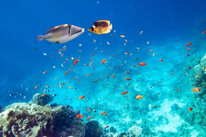From Safaga: Dolphin Watching Cruise With Lunch and Drinks - What to Bring