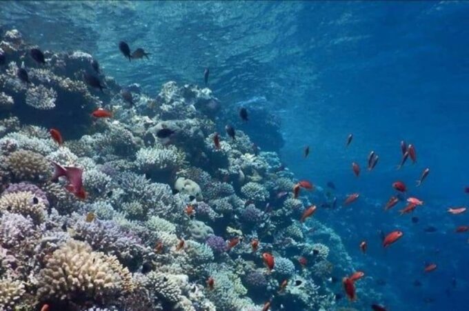 From Safaga or Soma Bay: Semi Submarine Tour With Snorkeling - Cancellation Policy