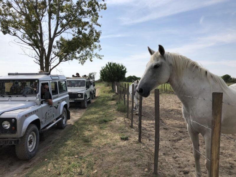 From Saintes Maries De La Mer: Safari and Canoeing - Observing Camargue Horses and Birds