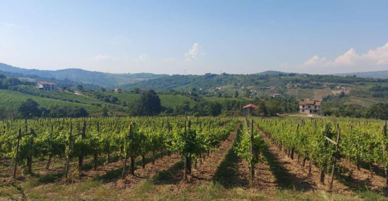 From Salerno: Irpinia Wine Tour Half-Day Trip - Key Points