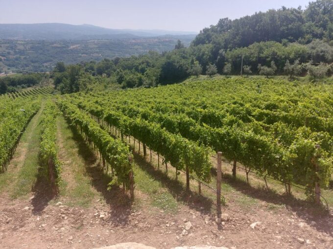 From Salerno: Irpinia Wine Tour Half-Day Trip - Price and Inclusions