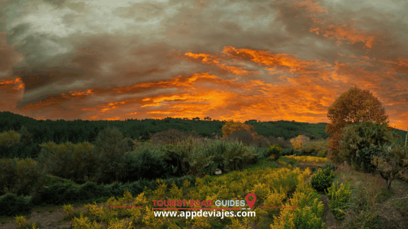 From Salou: Poblet Monastery, Siurana, and Olive Oil Tour - Olive Oil Tasting and Production