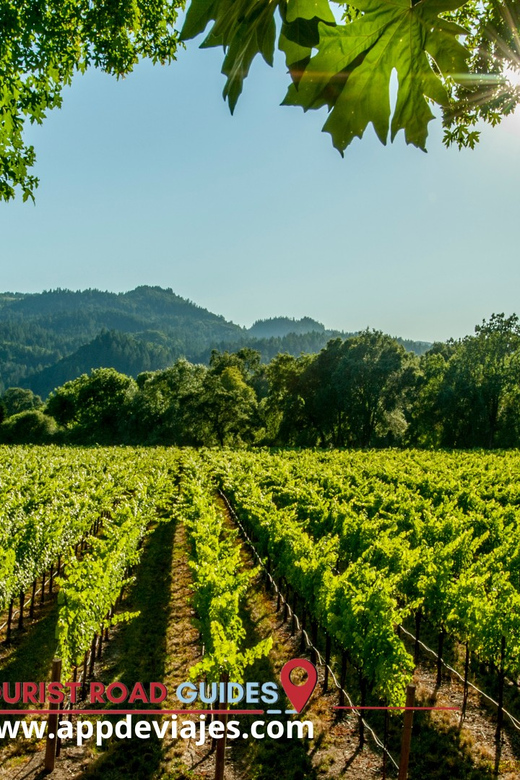 From Salou: Priorat Wine Tour Private & Tastings and Lunch - Overview of the Tour