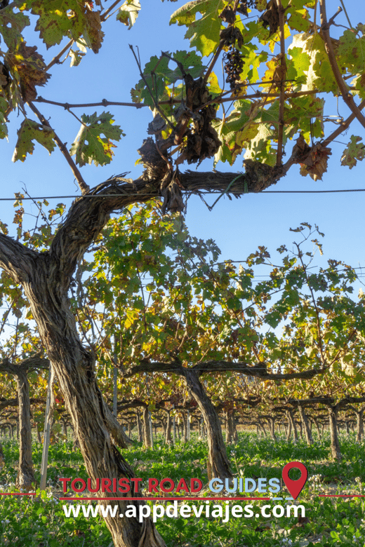 From Salou: Tour Private Cavas & Sitge Winery - Exploring Sitges