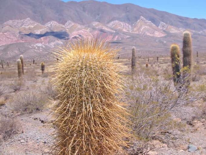 From Salta: 3-Day Cafayate, Cachi, and Humahuaca Guided Trip - Frequently Asked Questions