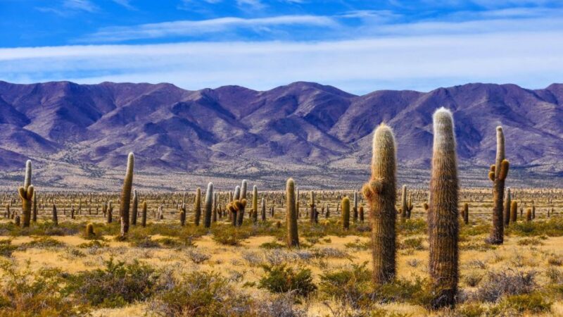 From Salta: Cachi and Los Cardones National Park Tour - Main Stops