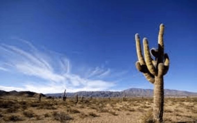 From Salta: Cachi and Los Cardones National Park Tour - What to Bring and Restrictions