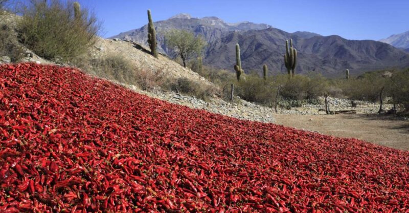 From Salta: Cafayate, Cachi and Salinas Grandes in 3 Days - Activities Included