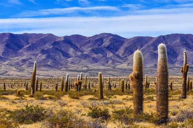 From Salta: Full-Day Tour to Cachi and Los Cardones National Park - Key Points
