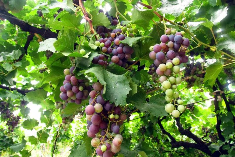 From Salta: Full-Day Wine and Valley Tour to Cafayate - Itinerary Highlights