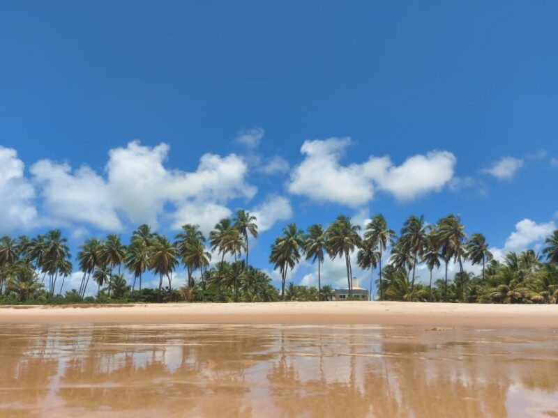 From Salvador: Praia Do Forte & Guarajuba Beach Daytrip - Tour Details