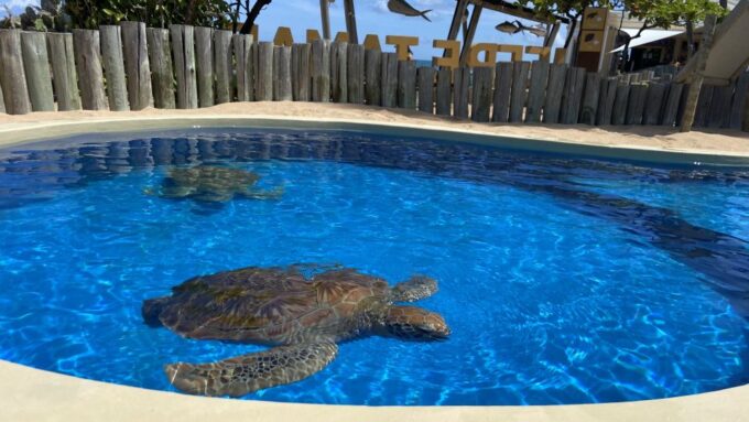 From Salvador: Praia Do Forte & Guarajuba Beach Daytrip - Marine Life Conservation