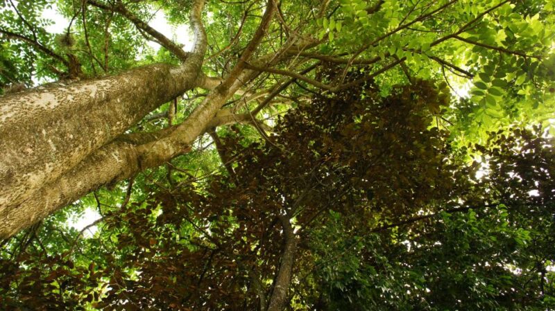 From Samana: Baiguate Waterfall and Jarabacoa Buggy Tour - Tour Inclusions
