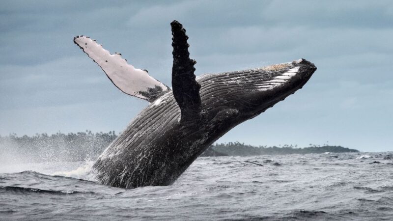 From Samaná: Whale Watching and Cayo Levantado Boat Tour - Whale Watching Activity